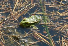 Teich-frosch-1.jpg